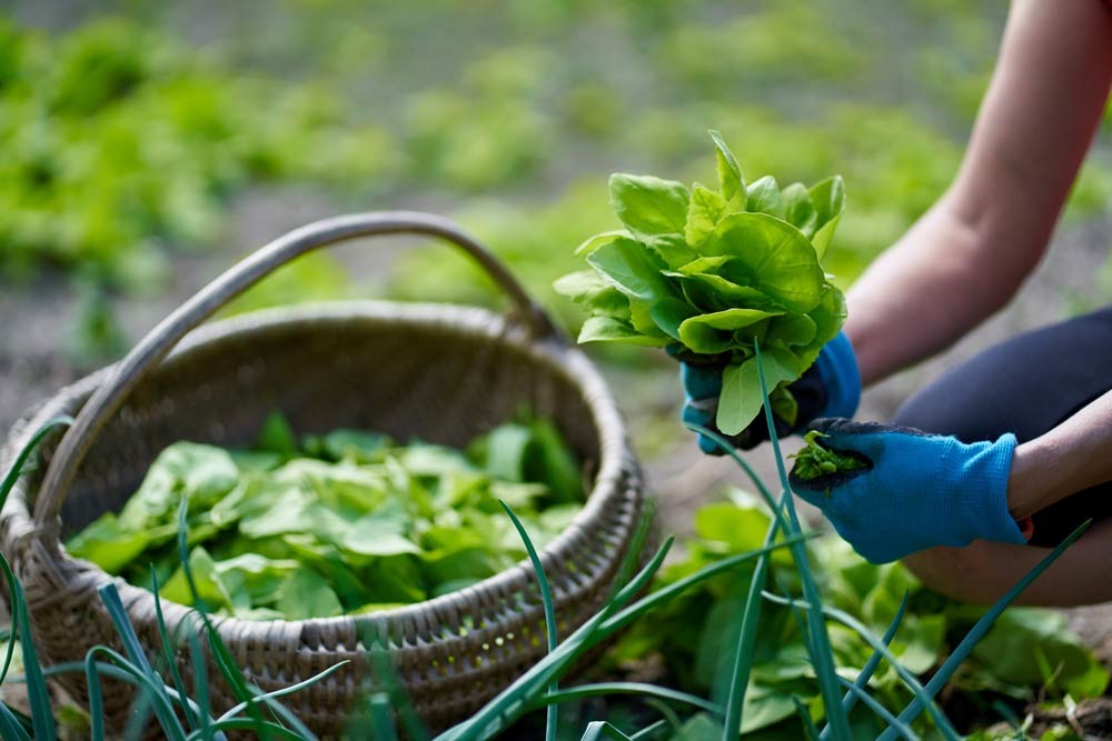 Récolter de l'arroche au potager