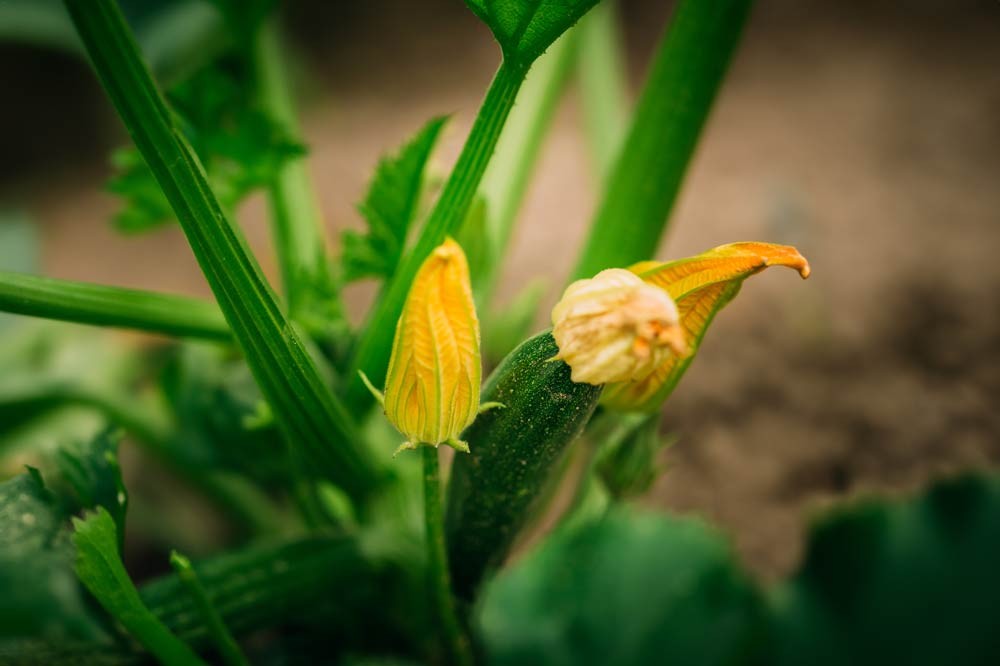 Fleurs de courgette