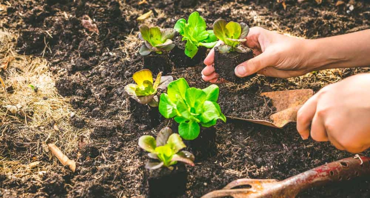 Planter des salades en plein été