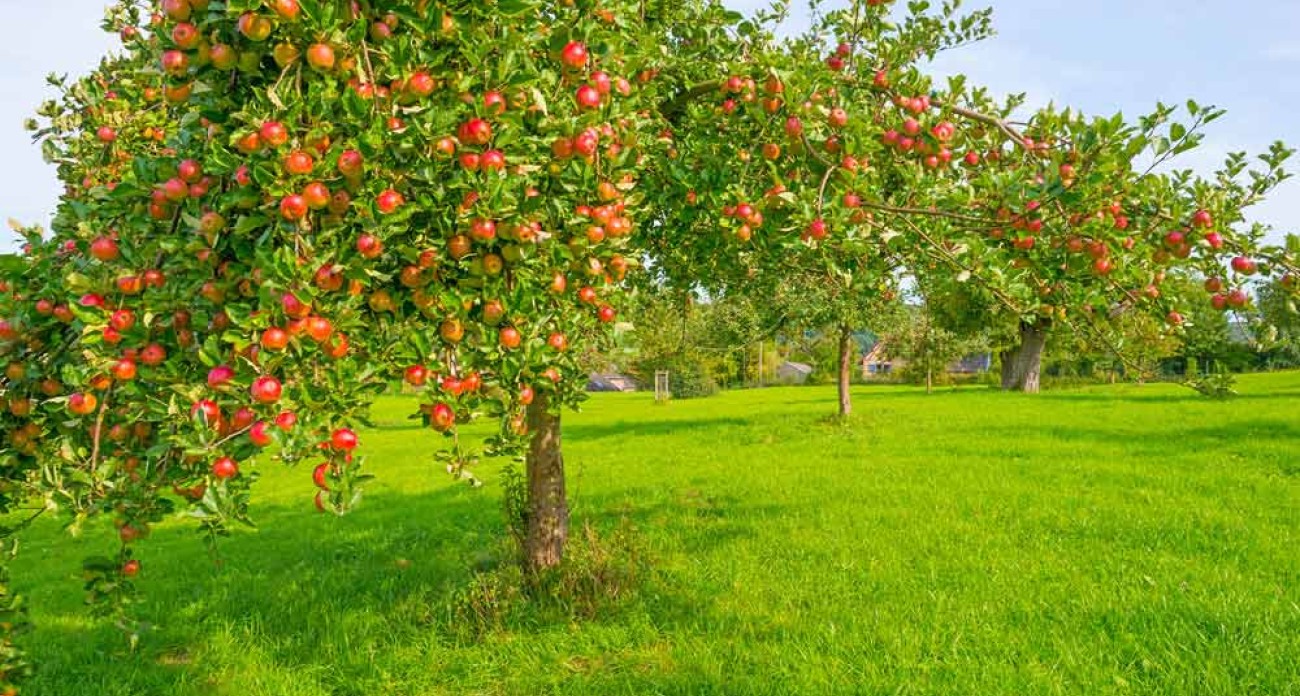 Supprimer les rejets des fruitiers