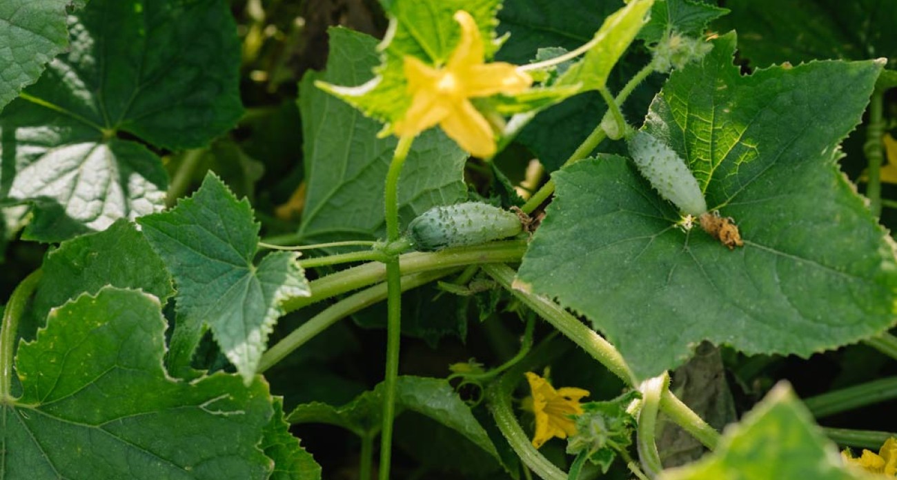 Récolter les cornichons