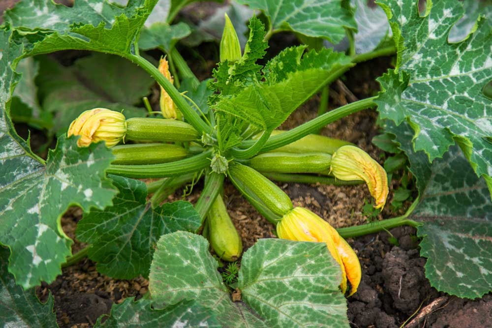 Courgettes prêtes à récoltées