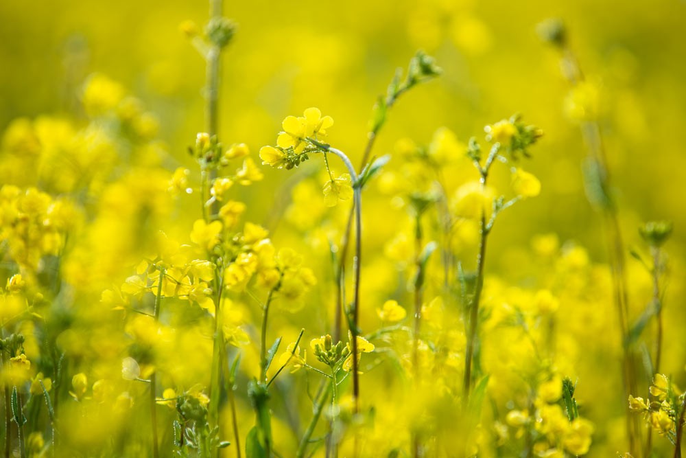 Semis de moutarde jaune