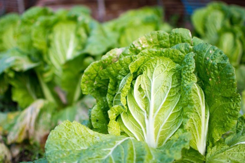 Culture de pé-tsai au potager