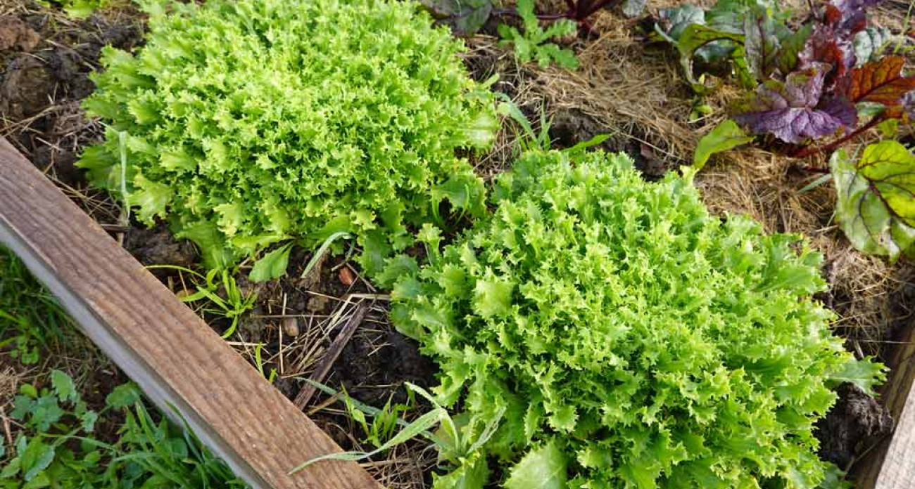 Semer des chicorées scarole et frisée