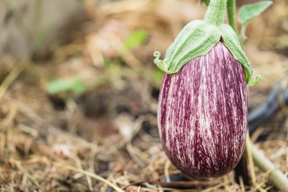 Aubergine prête à être récoltée