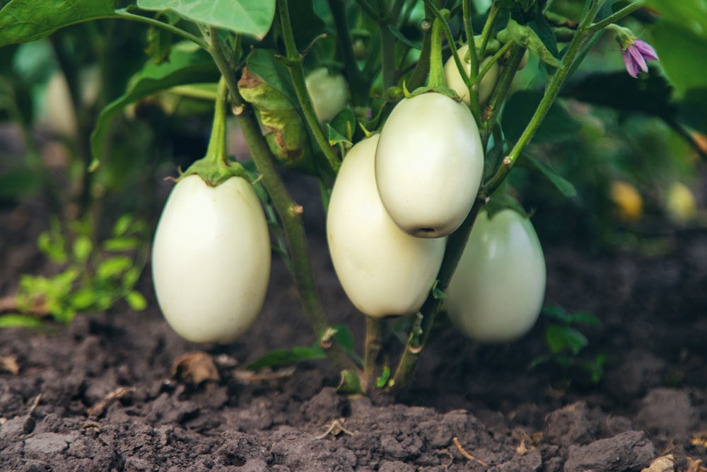 Des aubergines blanches