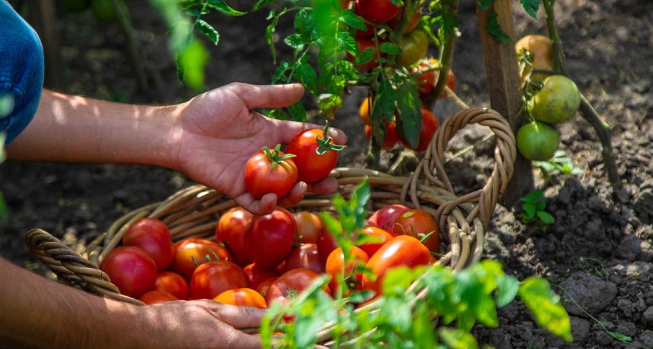 Récolter les tomates