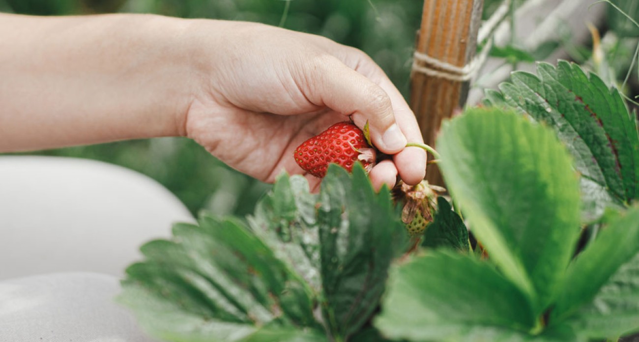 Entretenir les fraisiers en période estivale