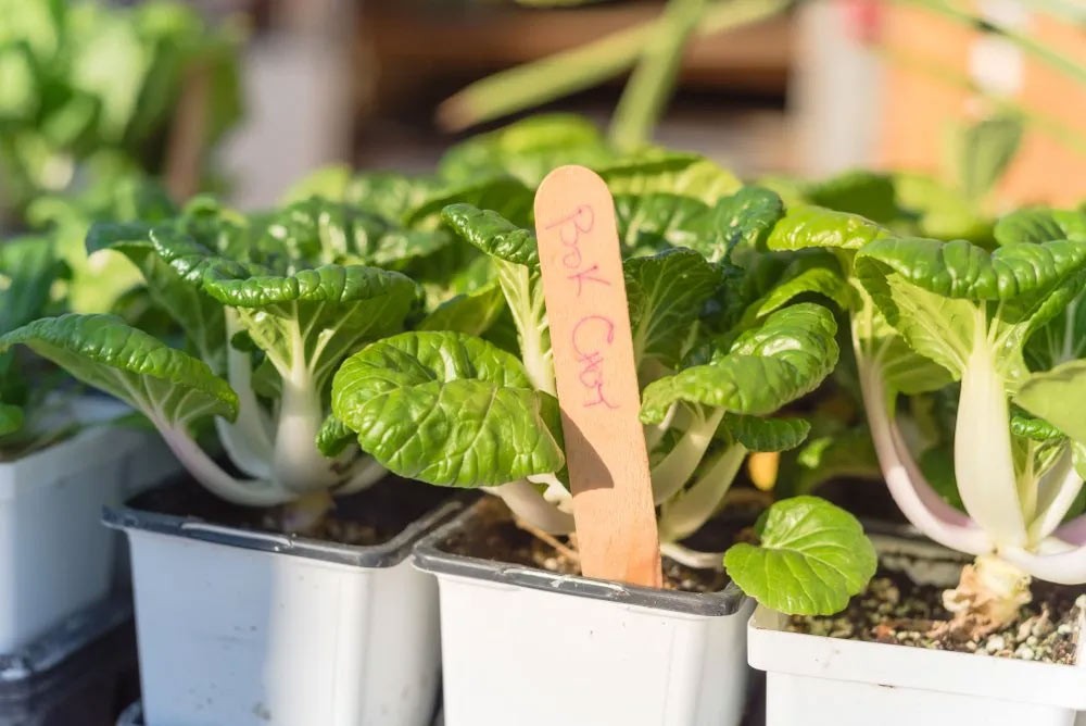 Pak choï prêts à être plantés