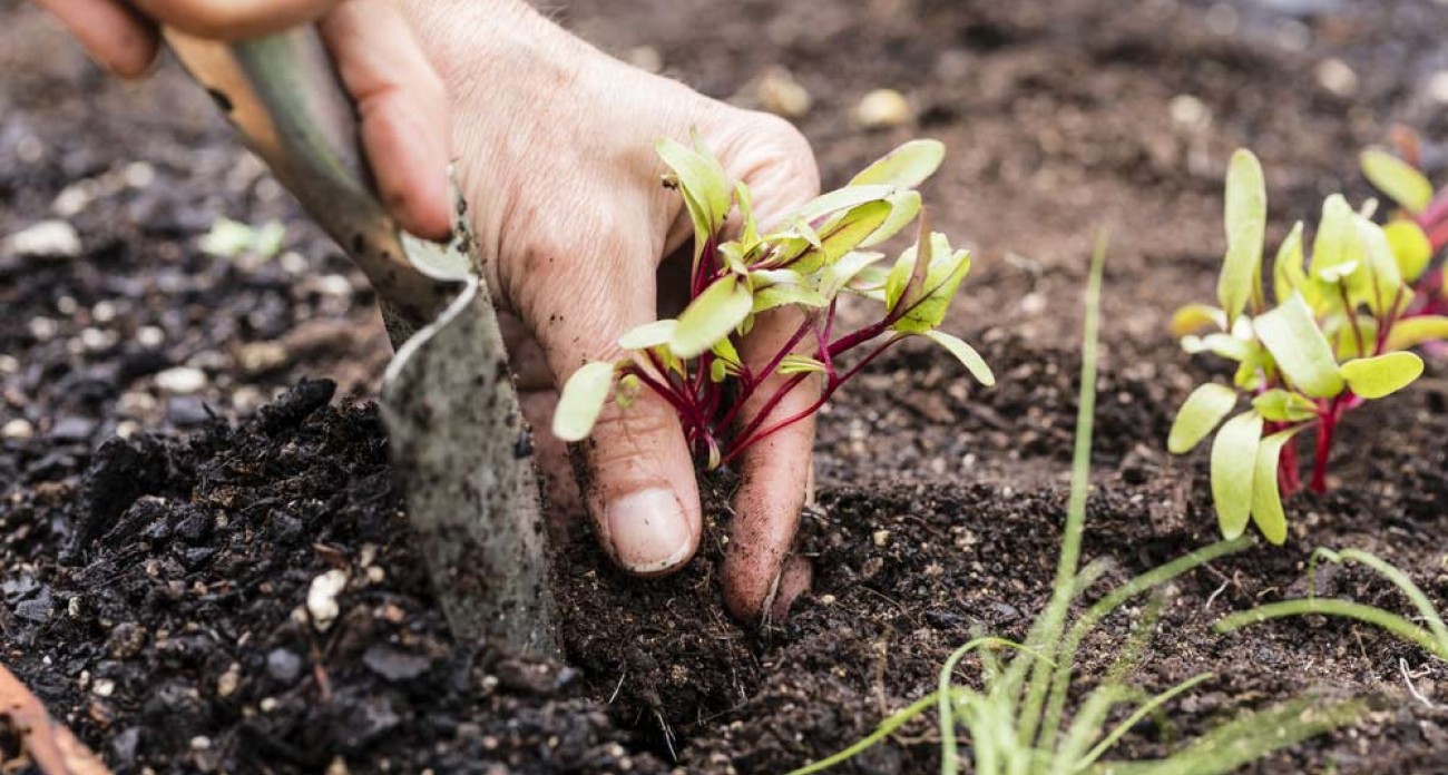 Planter des betteraves rouges