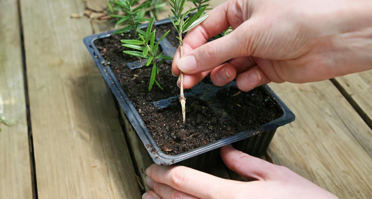 Faire des boutures de romarin