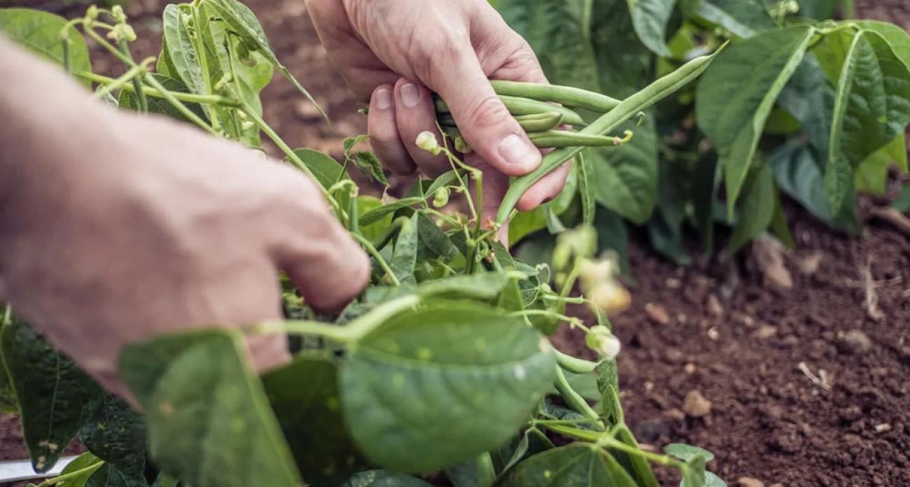 Récolter les haricots