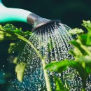 Protéger son potager de la canicule