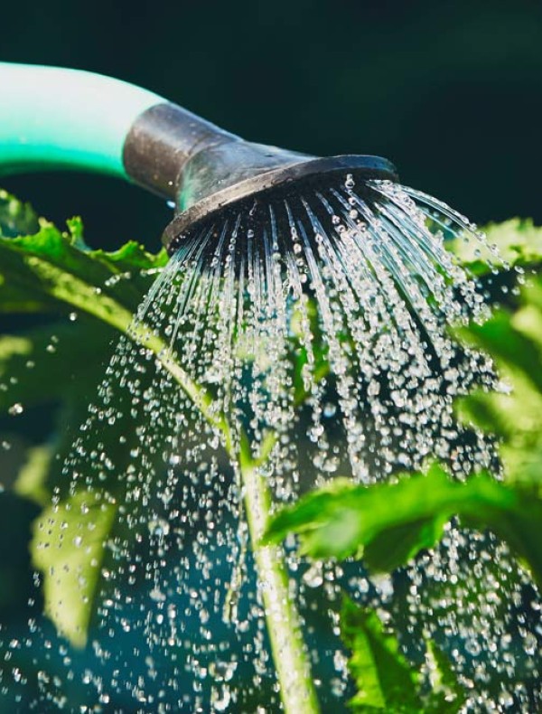 Protéger son potager de la canicule