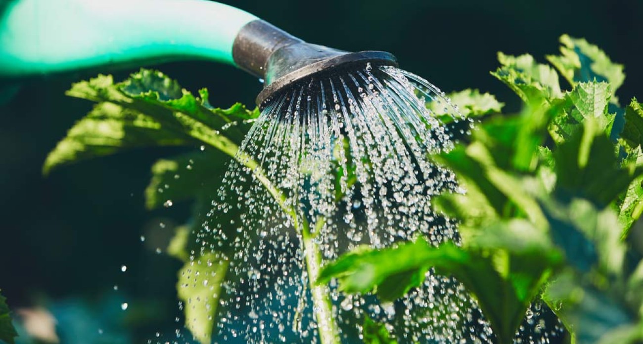 Protéger son potager de la canicule