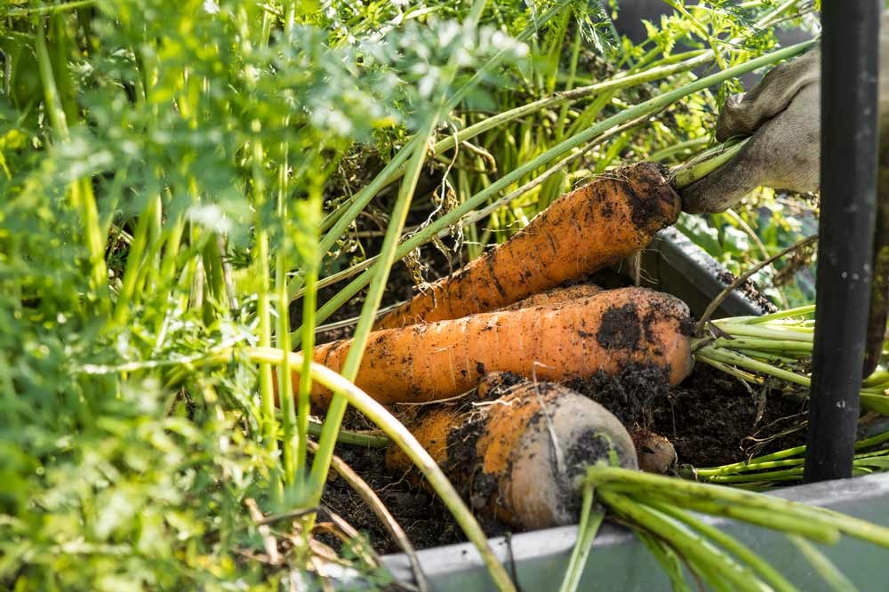 Conserver les carottes nouvelles