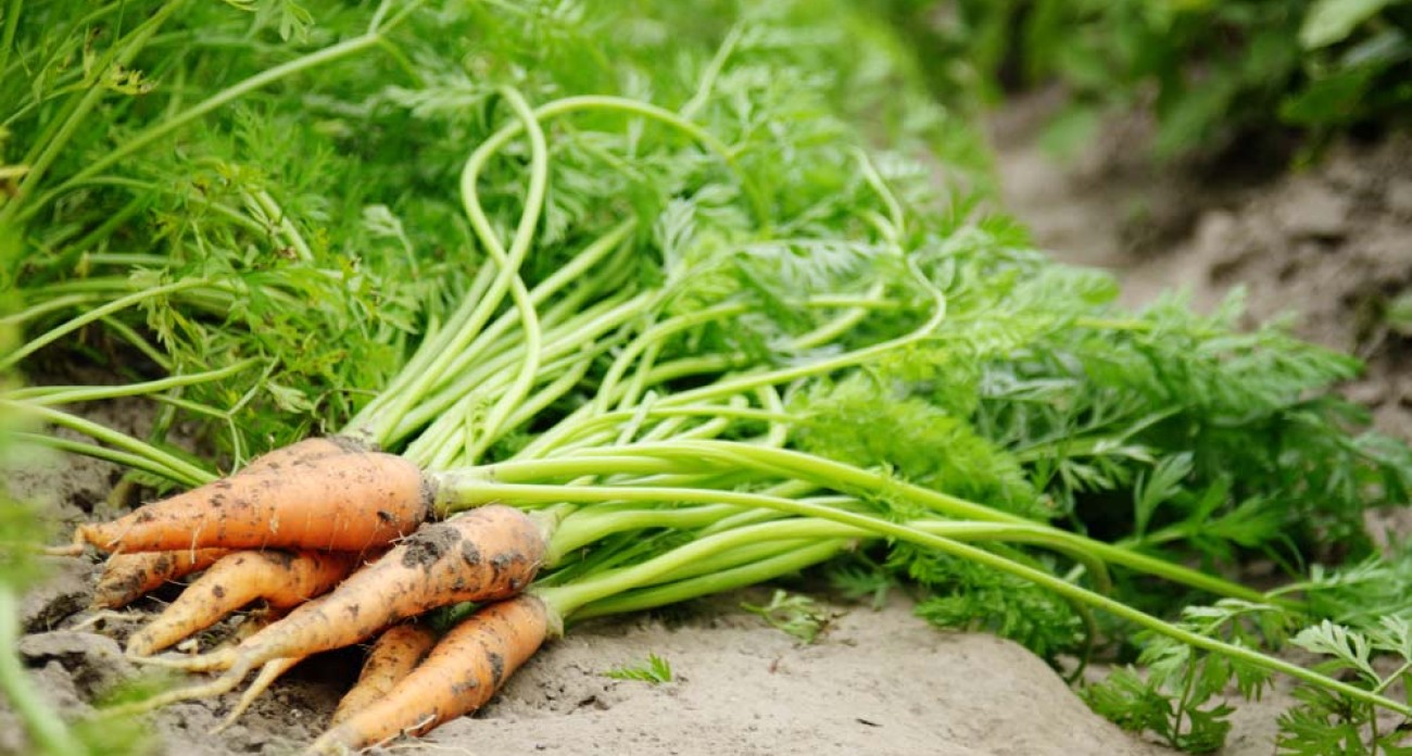 Récolter les carottes nouvelles