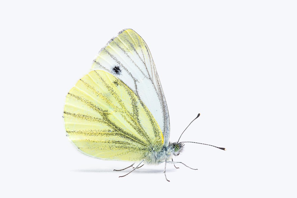 Papillon de piéride