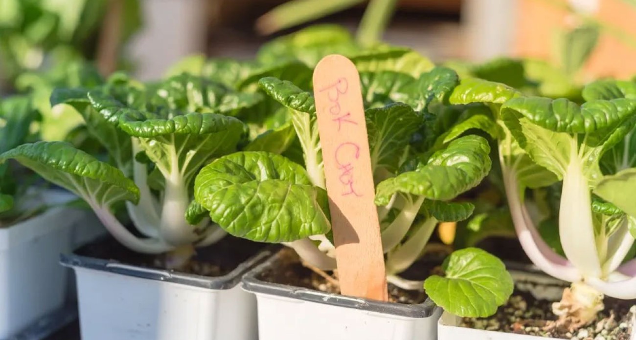 Planter les pak-choï