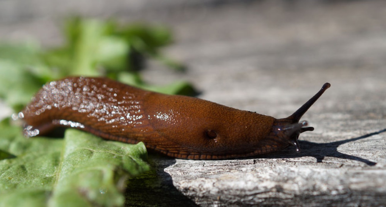 Attention, retour des limaces en août !