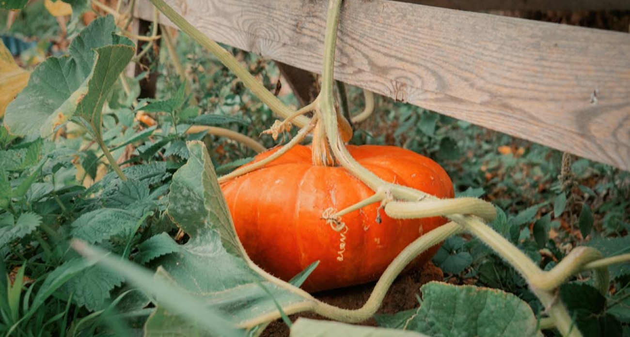 Surélever les courges en août