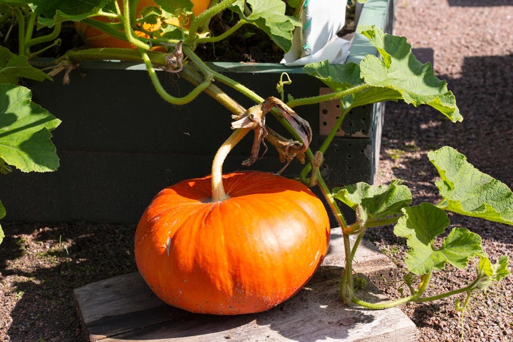 Surélever vos courges