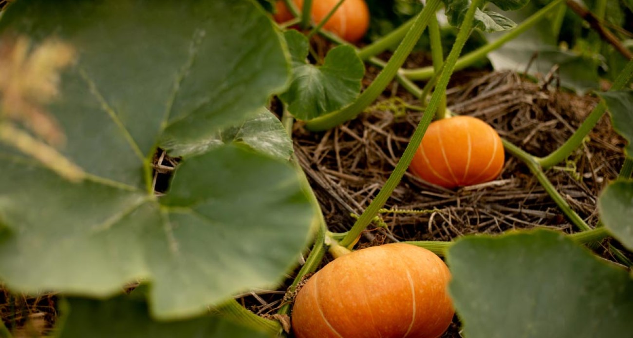 Tailler les courges