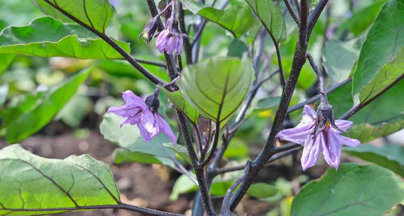 Tailler les aubergines