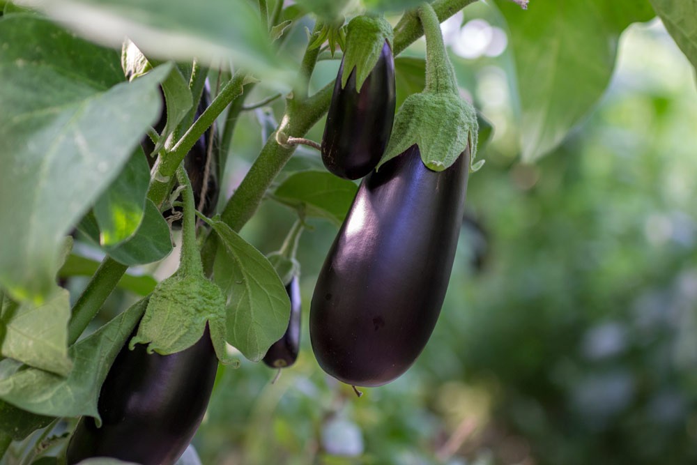 Soins pour des aubergines