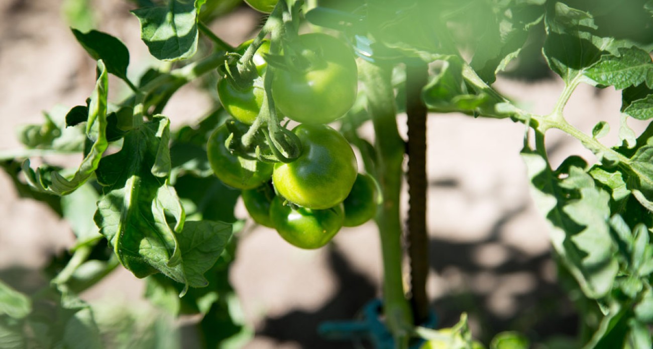 Supprimer les vieilles feuilles des tomates