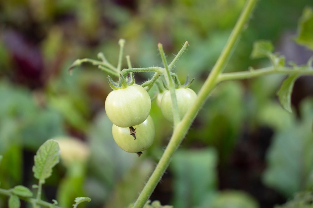 Conseils d'entretien des tomates au potager