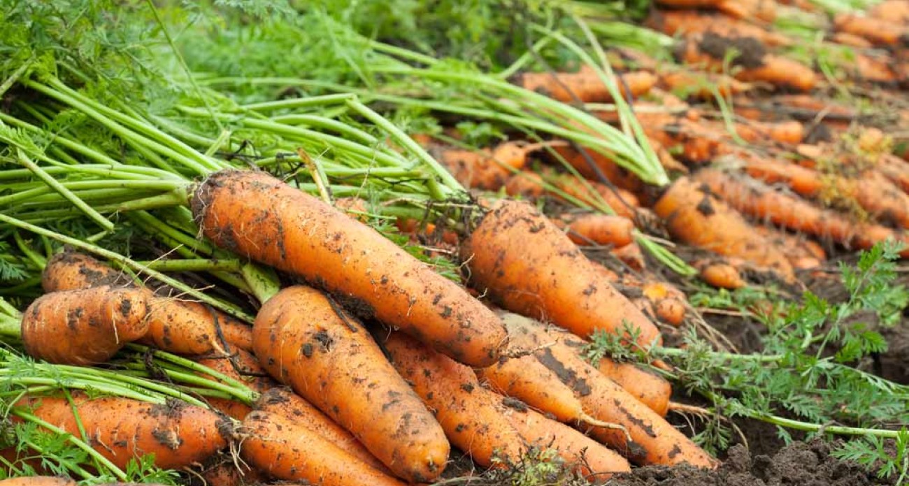 Récolter les carottes