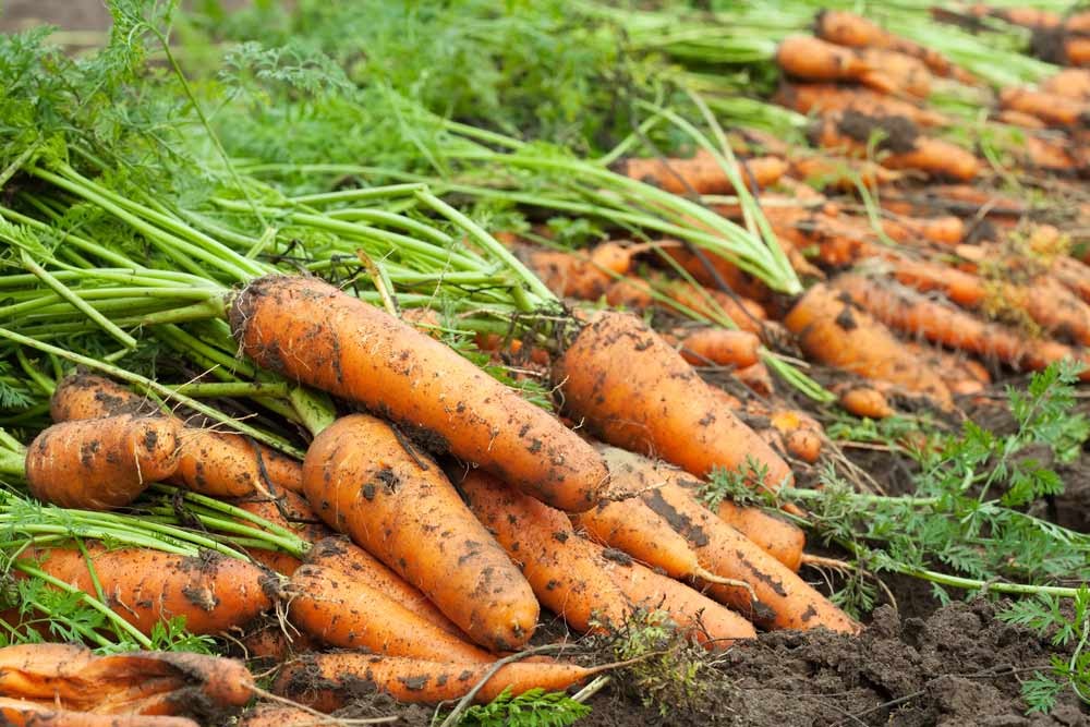 Récolter les carottes