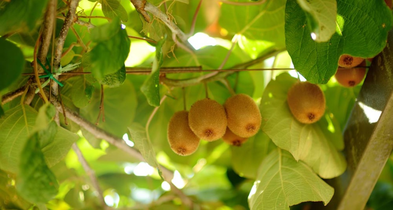 Tailler un kiwi en été