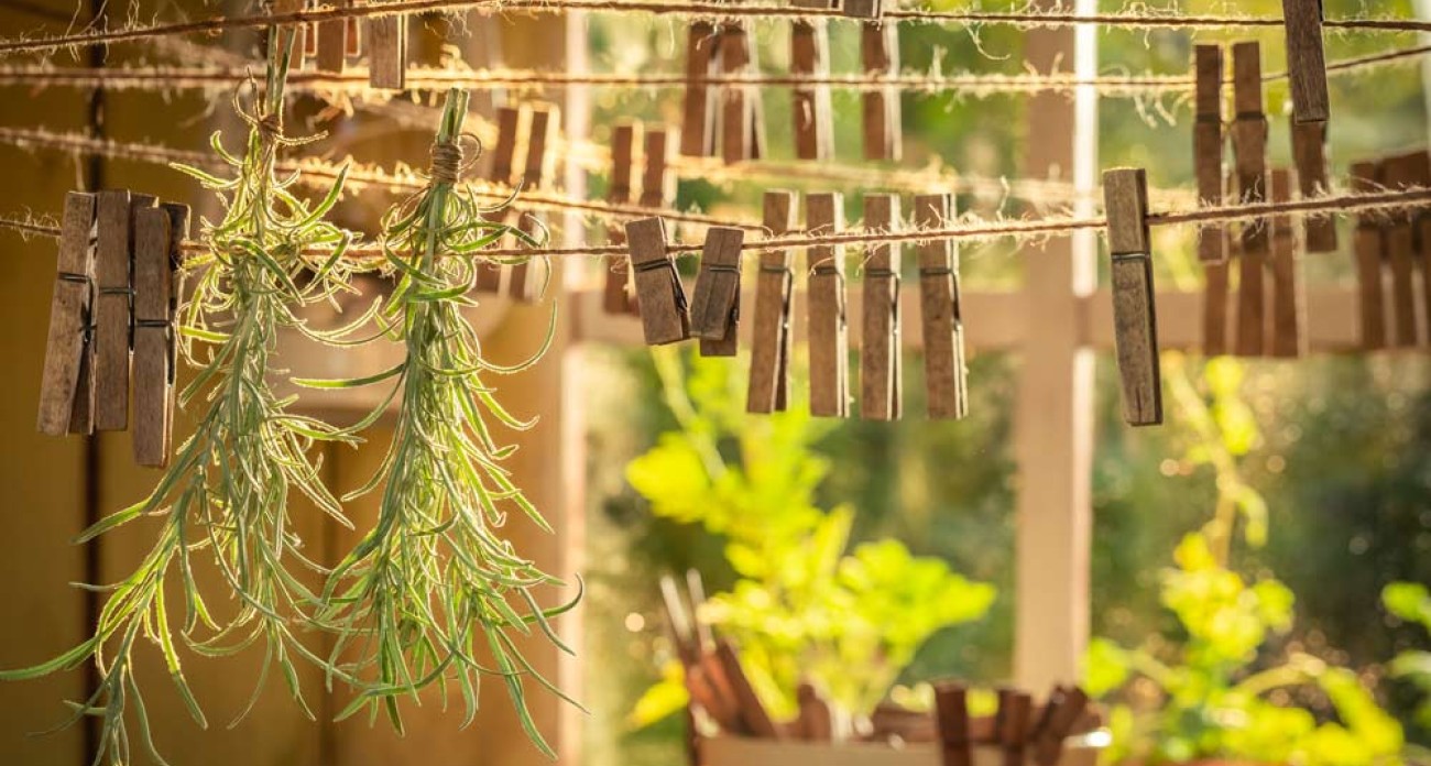 Faire sécher les herbes aromatiques