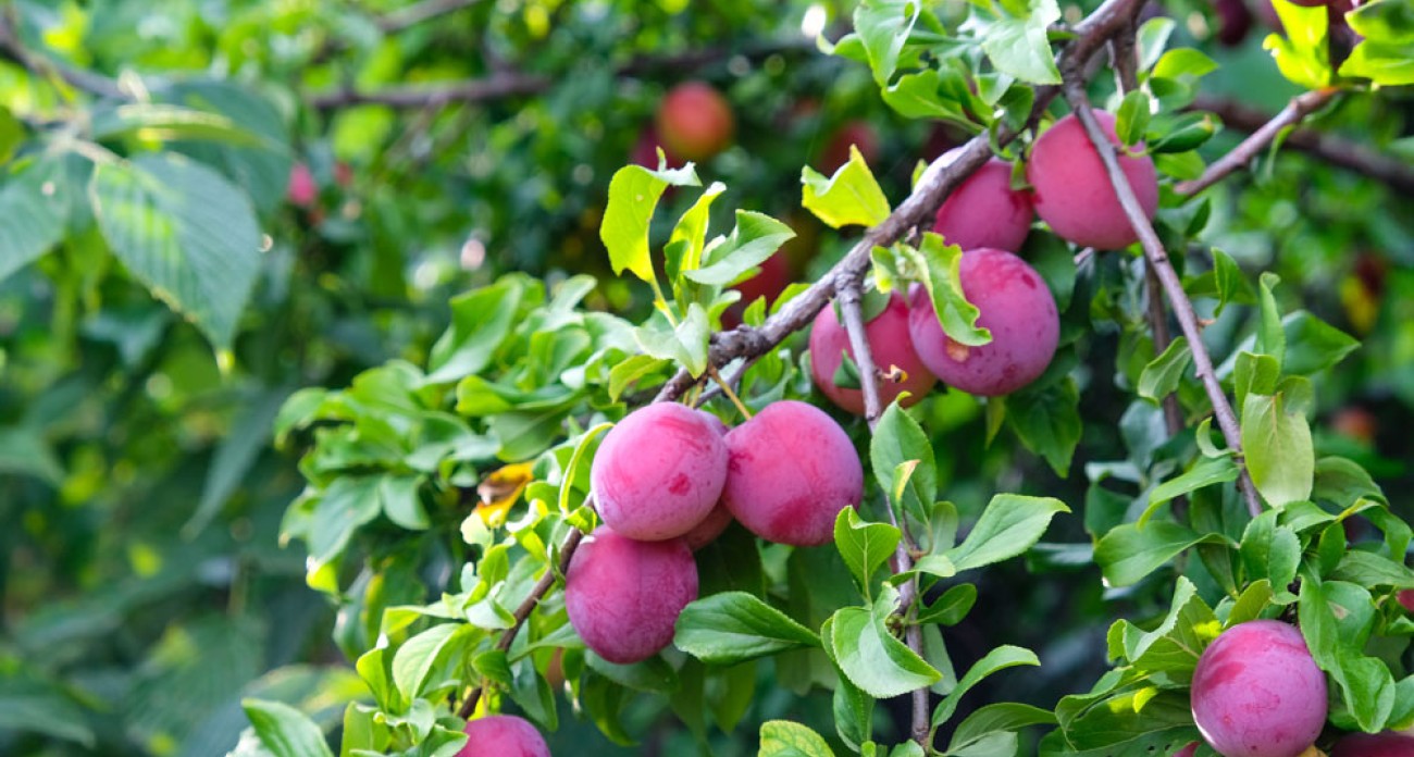 Récolter les prunes