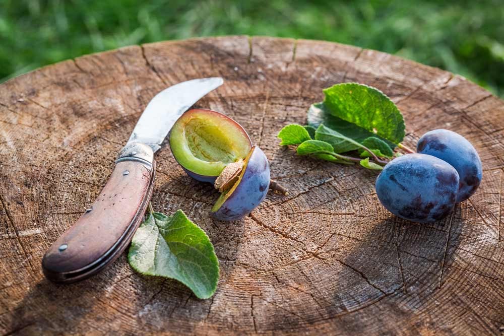 Après la récolte : conservation et utilisation des prunes