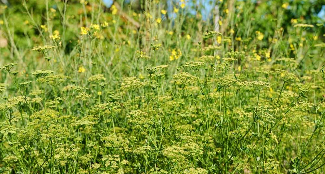 Récolter les graines de persil