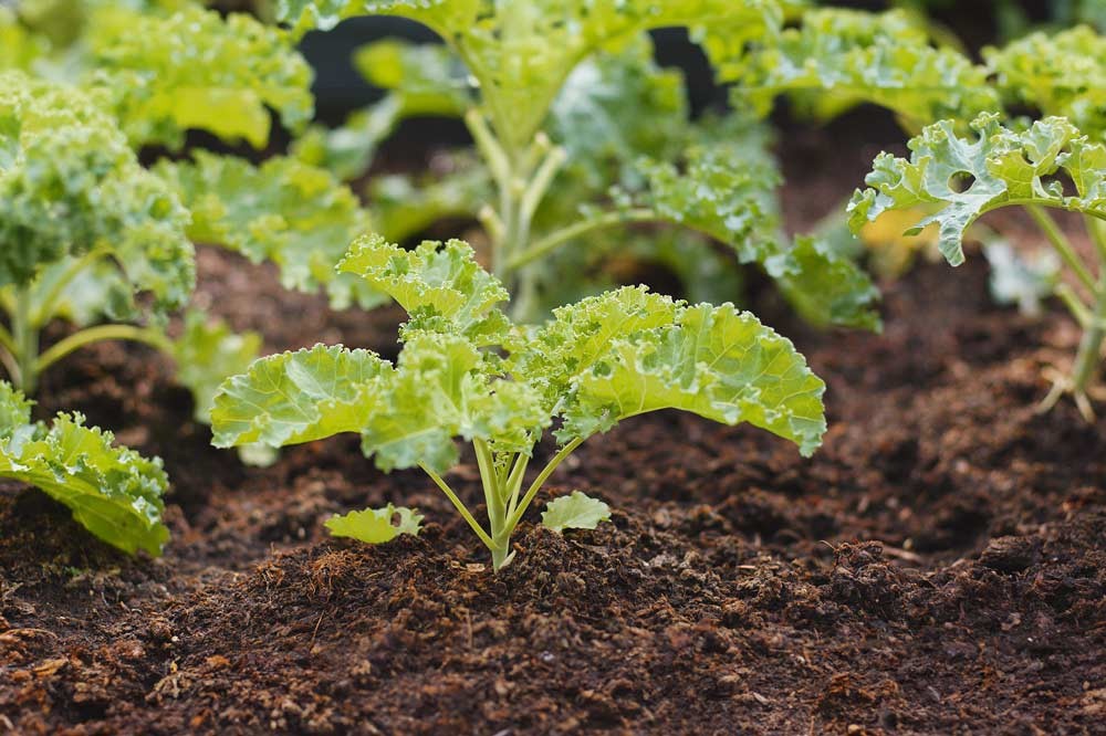 Planter des choux kale