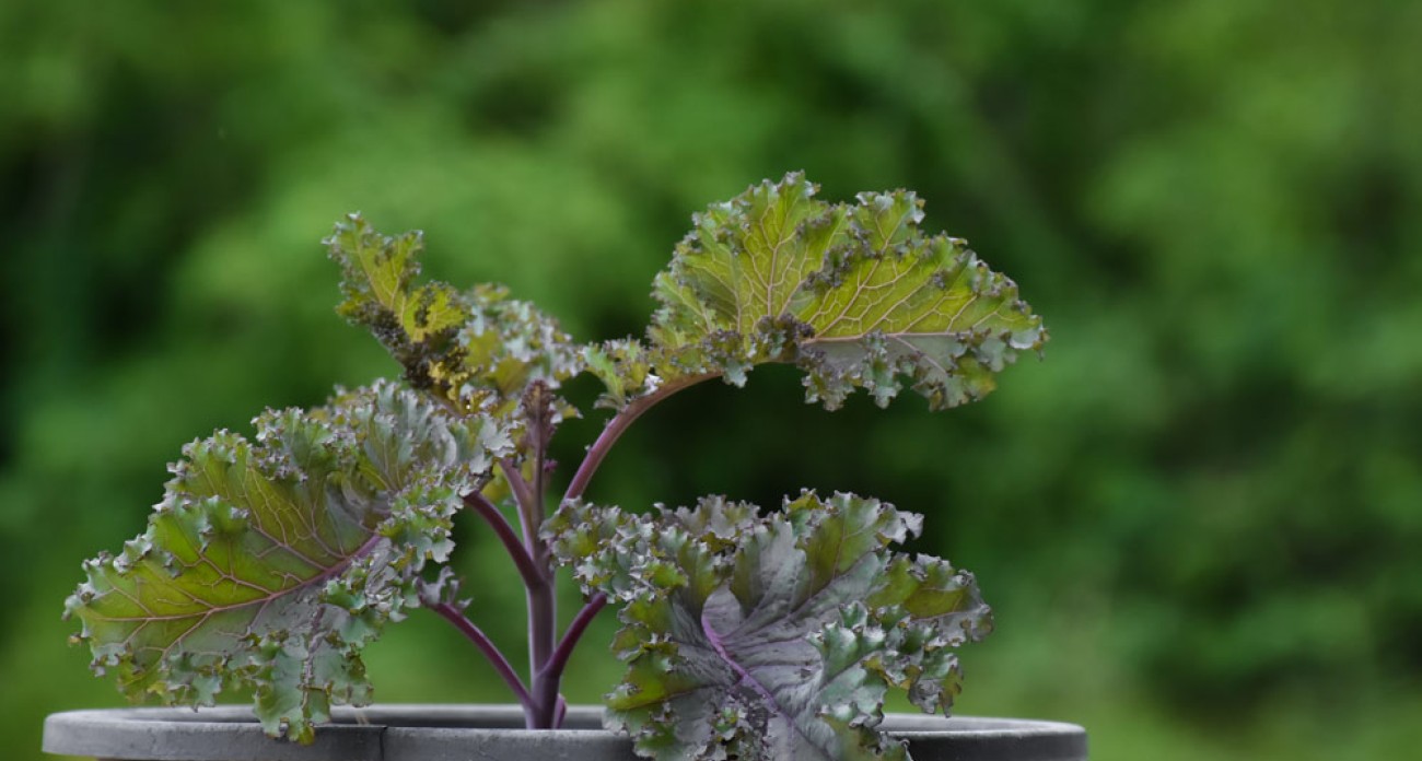 Planter les choux kale