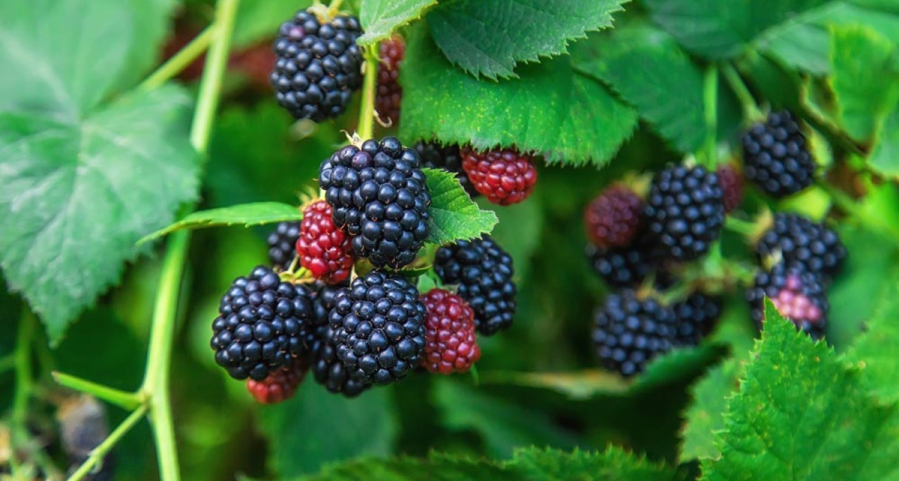 Bouturer pour les ronces fruitières