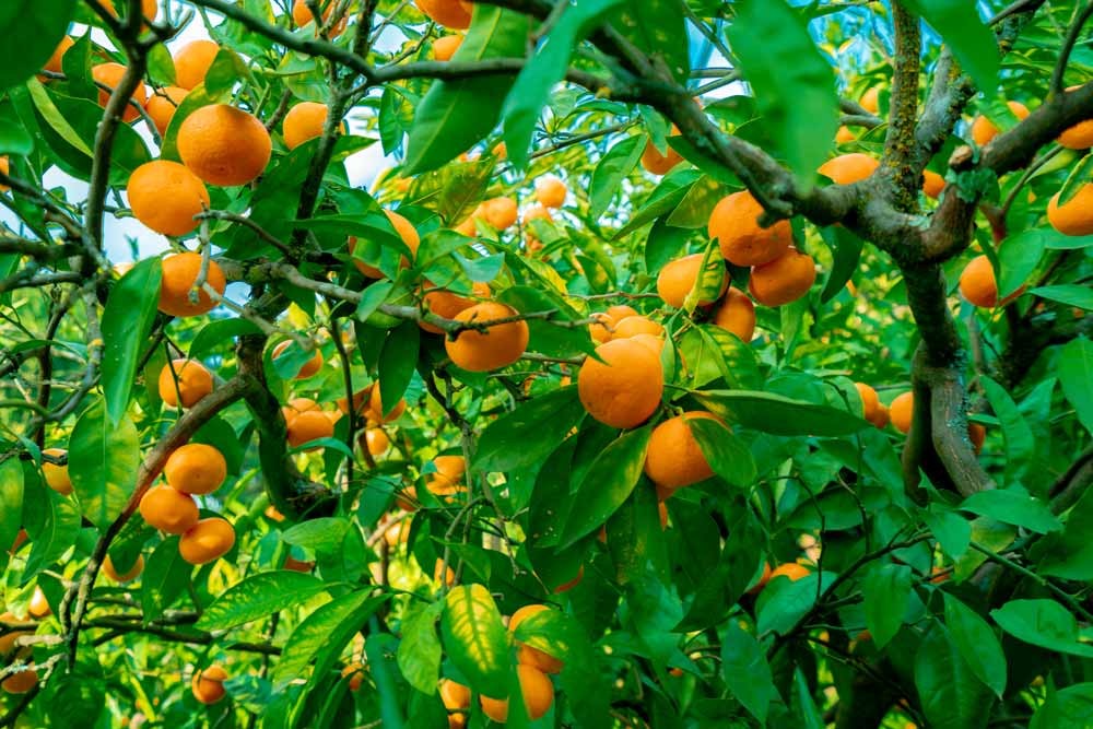 Planter les agrumes en pleine terre