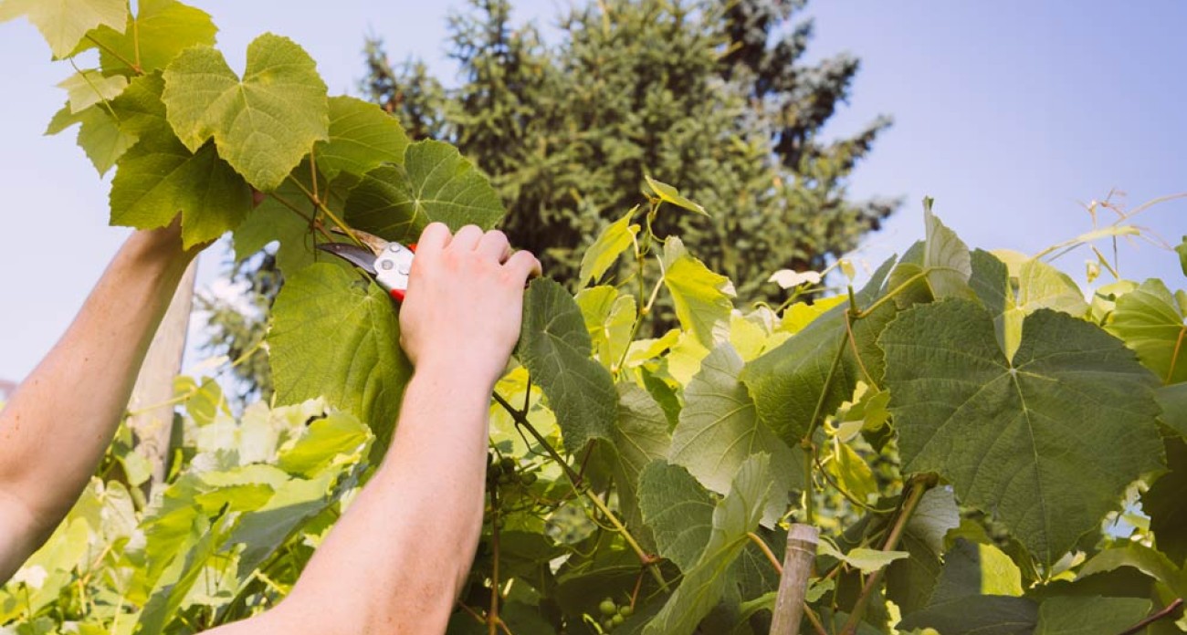 Tailler la vigne en été