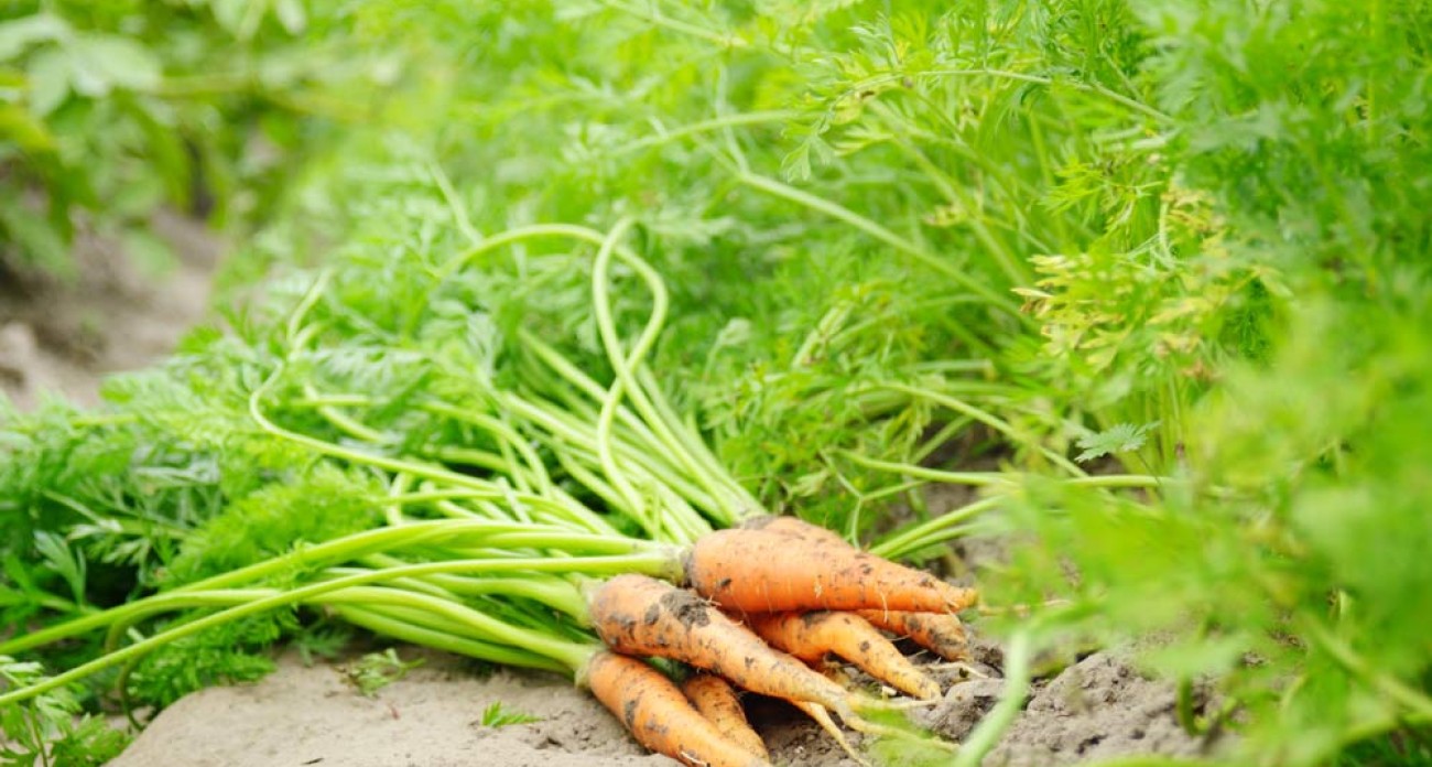 Éclaircir les carottes