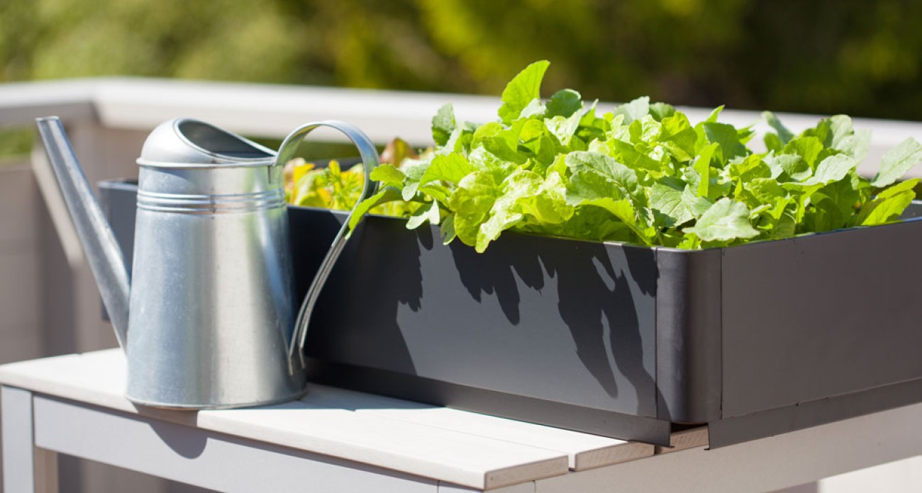 Arroser le potager en pot en été