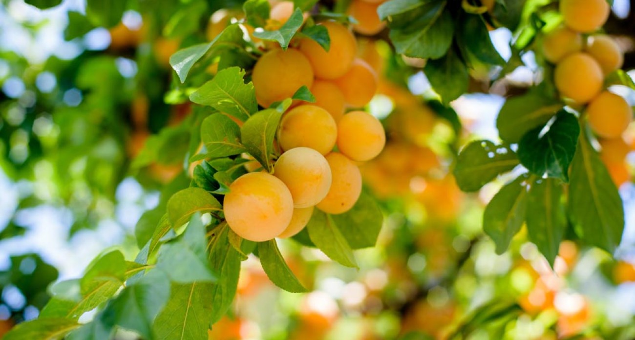 Récolter les mirabelles