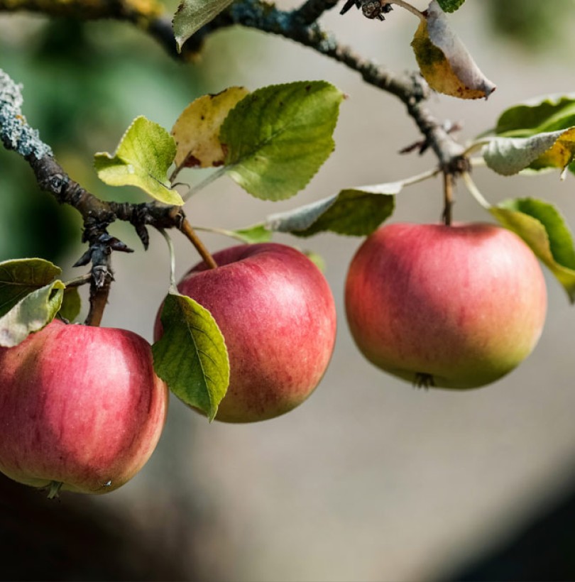 Fiche de culture : le pommier