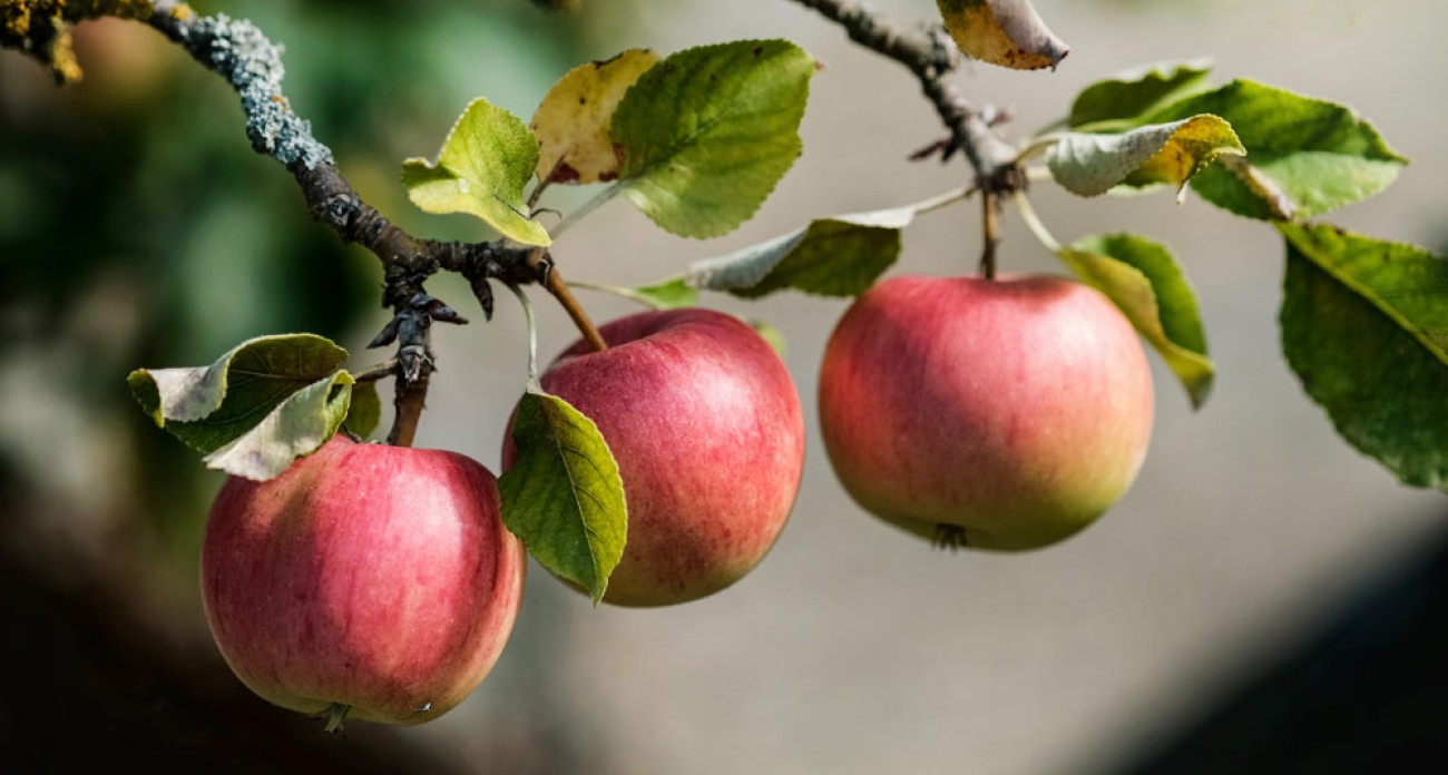 Fiche de culture : le pommier