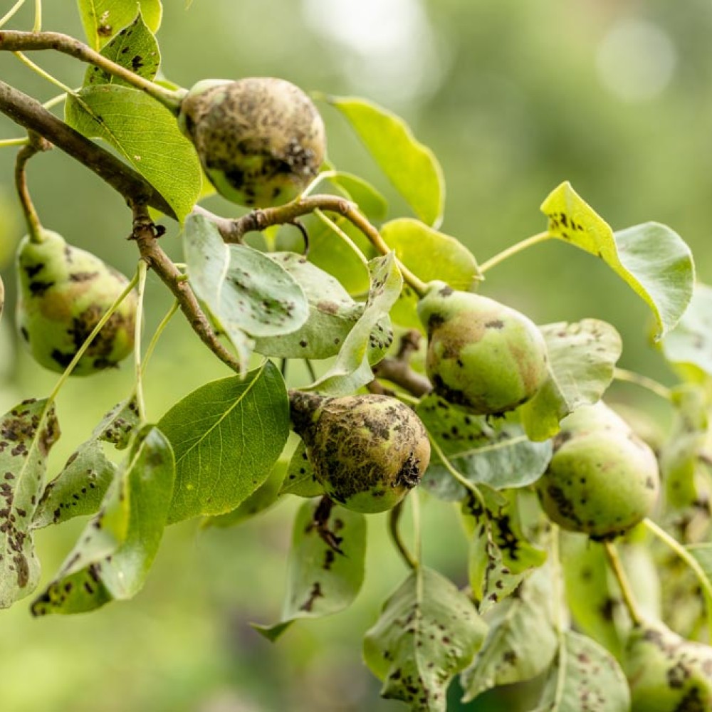 La tavelure : symptômes, prévention et traitements naturels